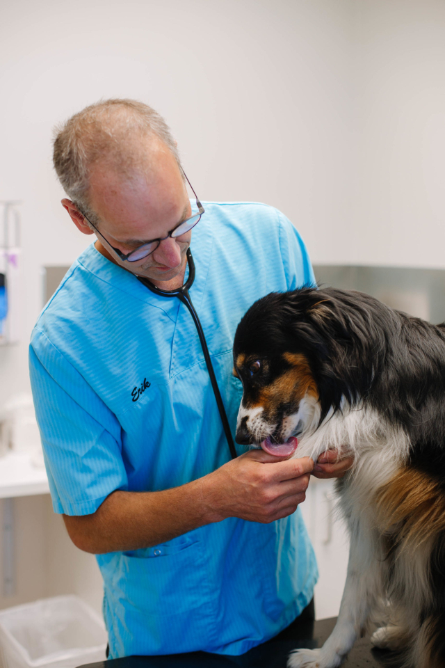 Veterinär med en hund.